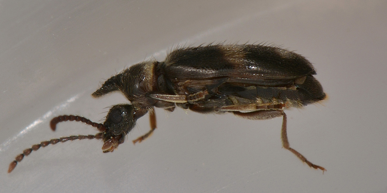 Anthicidae: Notoxus miles italicus